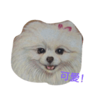 Pomeranian good（個別スタンプ：7）