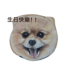 Pomeranian good（個別スタンプ：8）