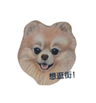 Pomeranian good（個別スタンプ：9）