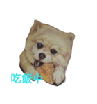 Pomeranian good（個別スタンプ：10）