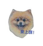 Pomeranian good（個別スタンプ：11）