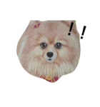 Pomeranian good（個別スタンプ：12）