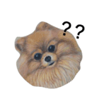 Pomeranian good（個別スタンプ：13）