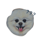 Pomeranian good（個別スタンプ：14）