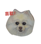 Pomeranian good（個別スタンプ：15）