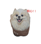 Pomeranian good（個別スタンプ：16）