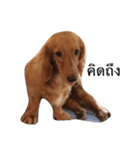 Dachshund MB（個別スタンプ：5）