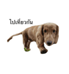 Dachshund MB（個別スタンプ：6）