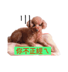 MonkeyMilobabyDog（個別スタンプ：4）