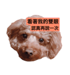 MonkeyMilobabyDog（個別スタンプ：7）