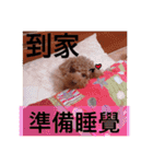 MonkeyMilobabyDog（個別スタンプ：21）