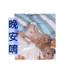 MonkeyMilobabyDog（個別スタンプ：22）