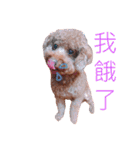 MonkeyMilobabyDog（個別スタンプ：31）