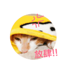 Kuai-cat（個別スタンプ：4）