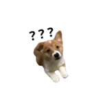 Corgi's simple everyday（個別スタンプ：1）