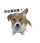 Corgi's simple everyday（個別スタンプ：2）