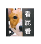 Corgi's simple everyday（個別スタンプ：4）