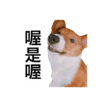 Corgi's simple everyday（個別スタンプ：5）