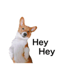 Corgi's simple everyday（個別スタンプ：6）