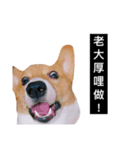 Corgi's simple everyday（個別スタンプ：8）