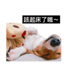 Corgi's simple everyday（個別スタンプ：9）