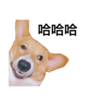 Corgi's simple everyday（個別スタンプ：10）