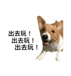 Corgi's simple everyday（個別スタンプ：11）