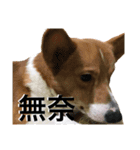 Corgi's simple everyday（個別スタンプ：12）