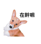 Corgi's simple everyday（個別スタンプ：14）