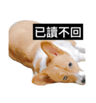 Corgi's simple everyday（個別スタンプ：15）