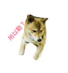 shiba dog www！（個別スタンプ：2）