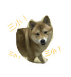 shiba dog www！（個別スタンプ：3）