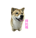 shiba dog www！（個別スタンプ：7）