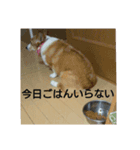 コーギー犬のうーぴー（個別スタンプ：1）