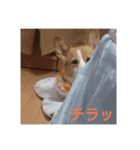 コーギー犬のうーぴー（個別スタンプ：7）