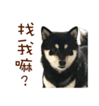 Shiba Ninja 2（個別スタンプ：26）