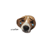 Homdang The Beagle（個別スタンプ：1）