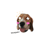 Homdang The Beagle（個別スタンプ：3）