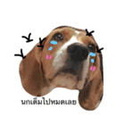 Homdang The Beagle（個別スタンプ：4）