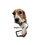 Homdang The Beagle（個別スタンプ：6）