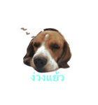 Homdang The Beagle（個別スタンプ：8）