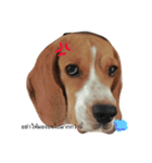 Homdang The Beagle（個別スタンプ：9）