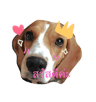 Homdang The Beagle（個別スタンプ：11）