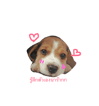 Homdang The Beagle（個別スタンプ：12）