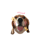 Homdang The Beagle（個別スタンプ：13）