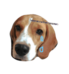 Homdang The Beagle（個別スタンプ：15）