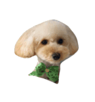 toy poodle 1 yr old（個別スタンプ：1）