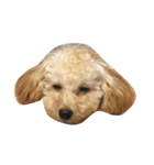 toy poodle 1 yr old（個別スタンプ：2）