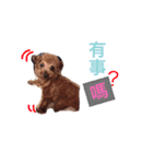 DODO  CUT  DOG（個別スタンプ：3）