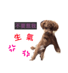 DODO  CUT  DOG（個別スタンプ：4）